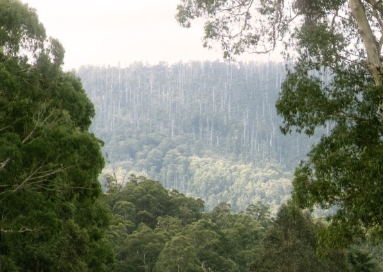 marysville forest